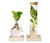 Wasserpflanze im Glas mit LED »Monstera und Clusia«