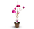 Magnolie »Longblomma«