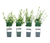 Heckenpflanze, Liguster, 4er-Set