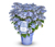 Rispenhortensie »Bloombuster« in blau