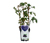 Brombeeren-Trio, Spalier