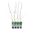 Heckenpflanze, Hainbuche, 4er-Set
