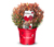 Photinia faseri »Red Ballcon«