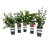 Naturschutzhecke, 5er-Set, mehrfarbig