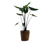 Zimmerpflanze »Alocasia Black Zebrina« mit Topf