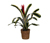 Zimmerpflanze »Aechmea Brazil« mit Topf