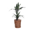 Zimmerpflanze »Dracaena White Stripe« mit Topf
