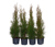 Thuja Smaragd, 4er-Set