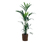 Zimmerpflanze »Areca-Palme« mit Topf