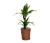 Zimmerpflanze »Dracaena Lemon Lime« mit Topf