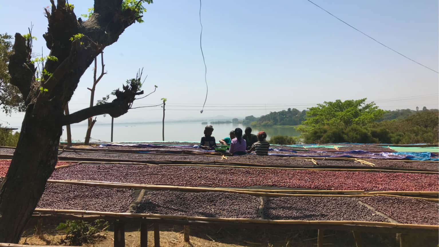 Landschaftsaufnahme mit Baum im Vordergrund und Wald in El Salvador im Hintergrund