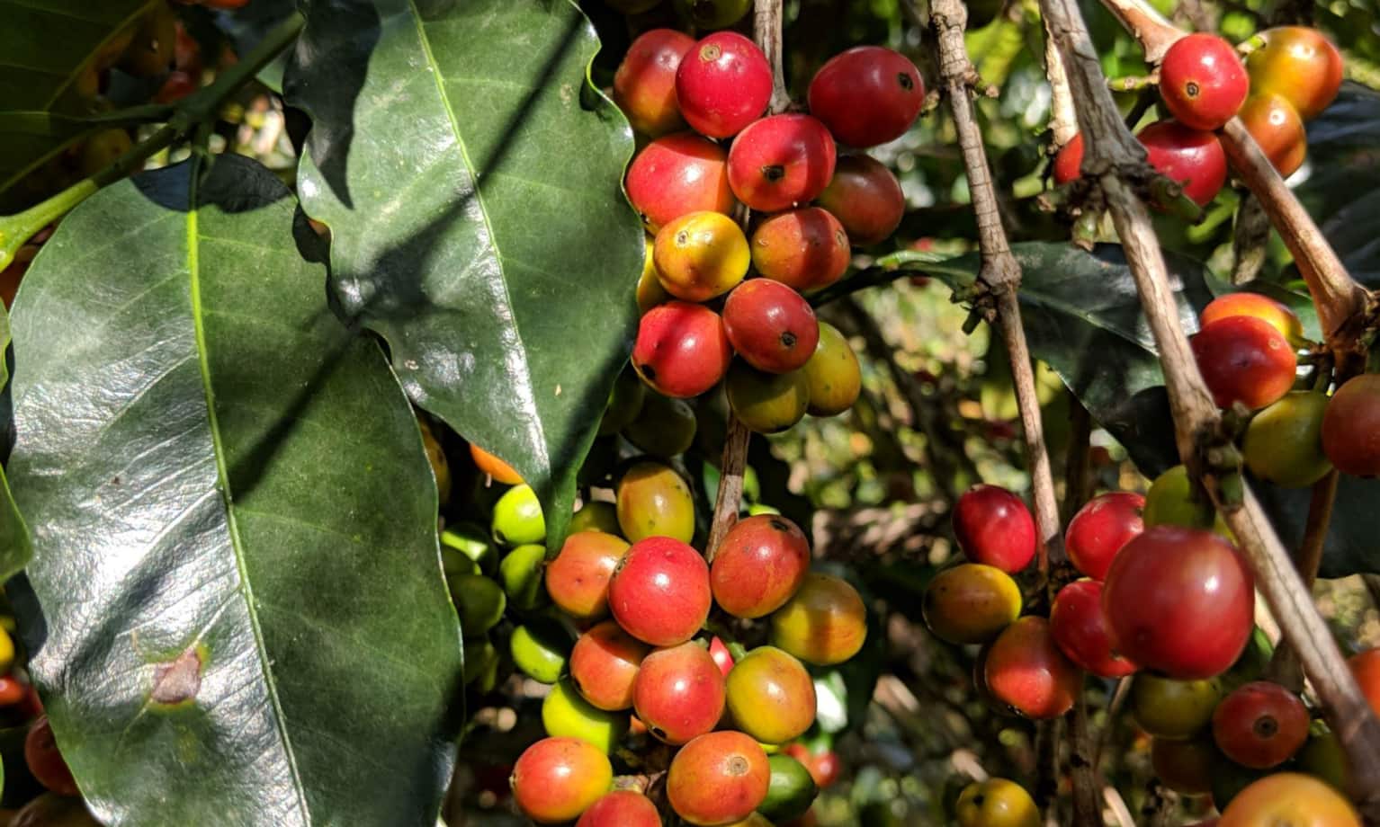Ein Strauch mit Kaffeekirschen