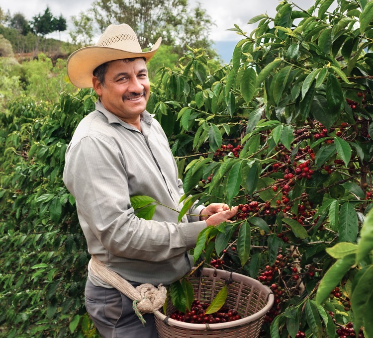 Kaffeefarmer pflückt Kaffeekirschen auf einer Plantage in Guatemala