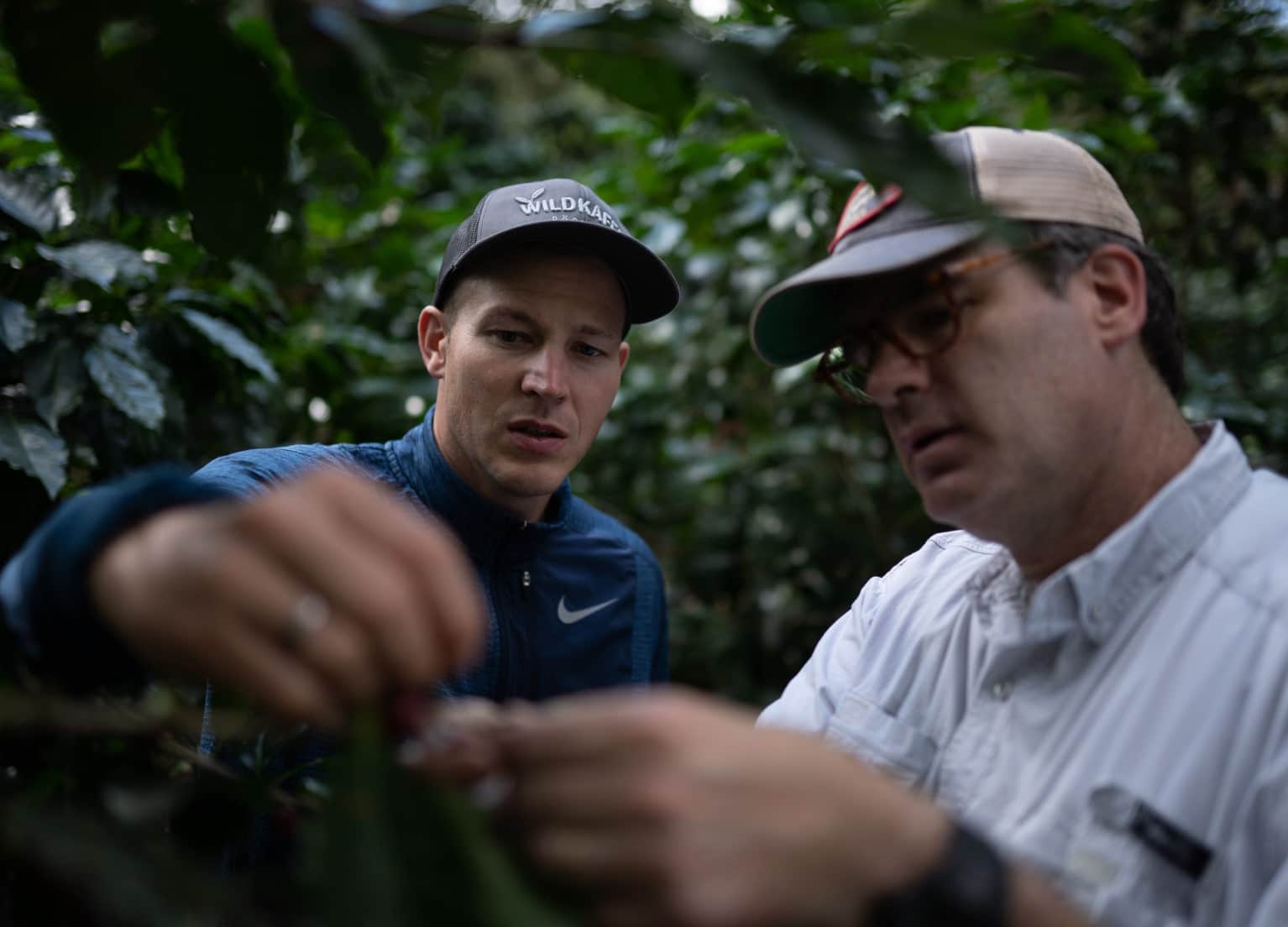 Wildkaffee Teammitglied und ein Farmer begutachten Kaffeekirschen auf der Plantage