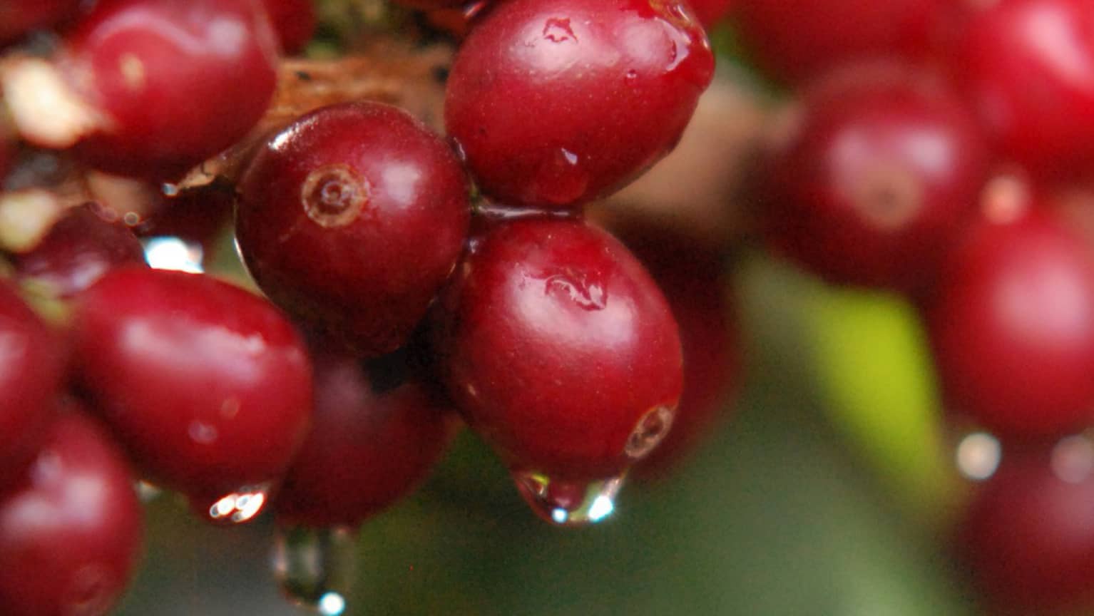 Rote Kaffeekirschen in Nahaufnahme
