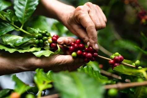Kaffeekirschen werden vom Strauch gepflückt