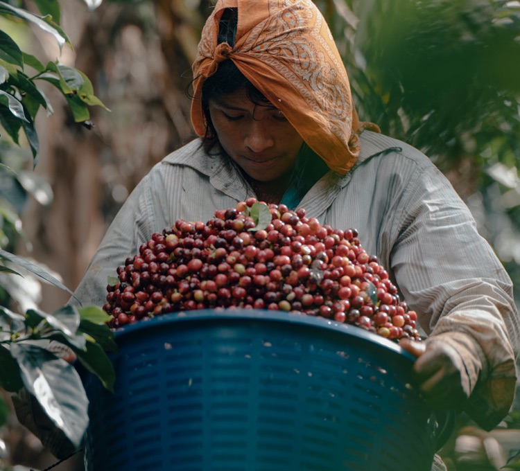 Kaffeefarmer des limitierten Qbo Premiumkaffees lacht in die Kamera.