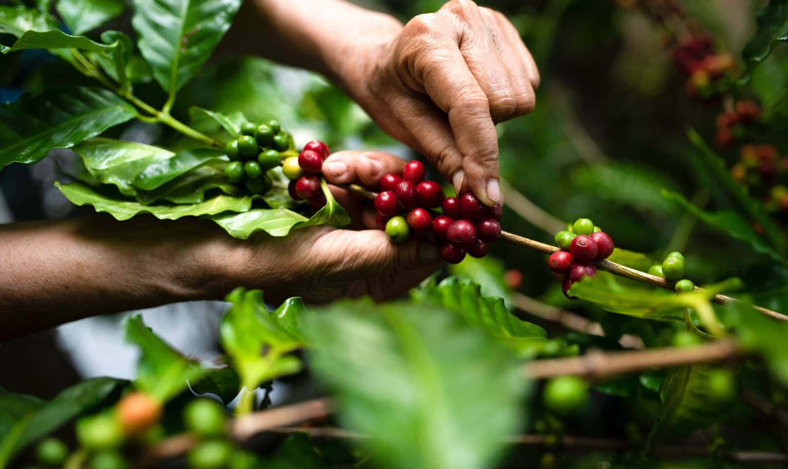 Kaffeekirschen werden vom Strauch gepflückt