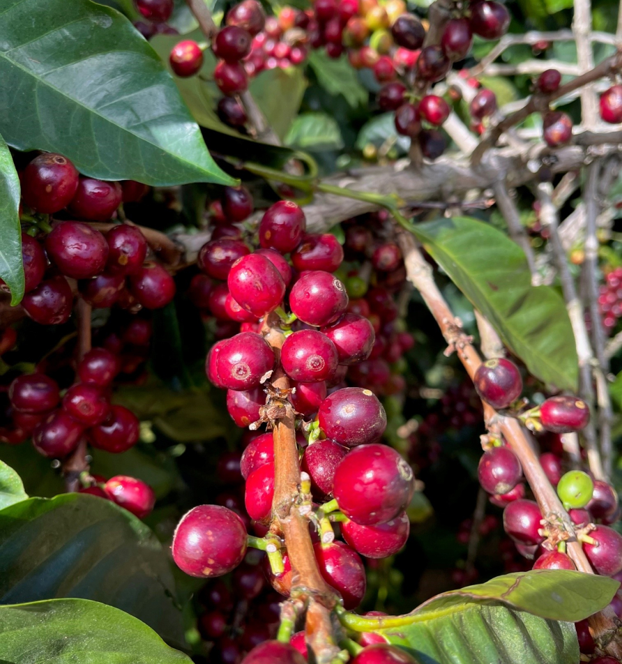 Geerntete Kaffeekirschen in einer Schale