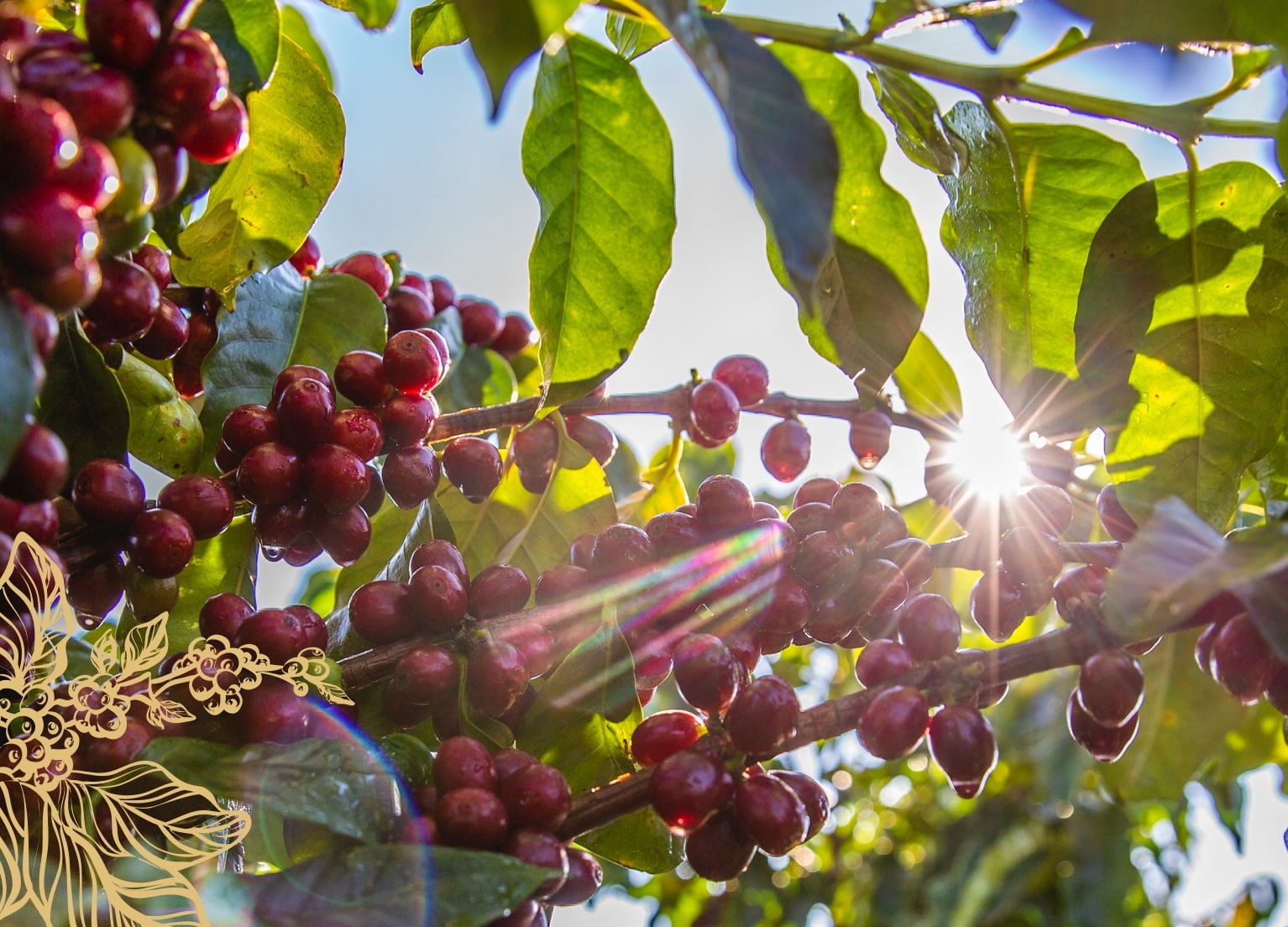 Kaffeepflanze im Sonnenschein