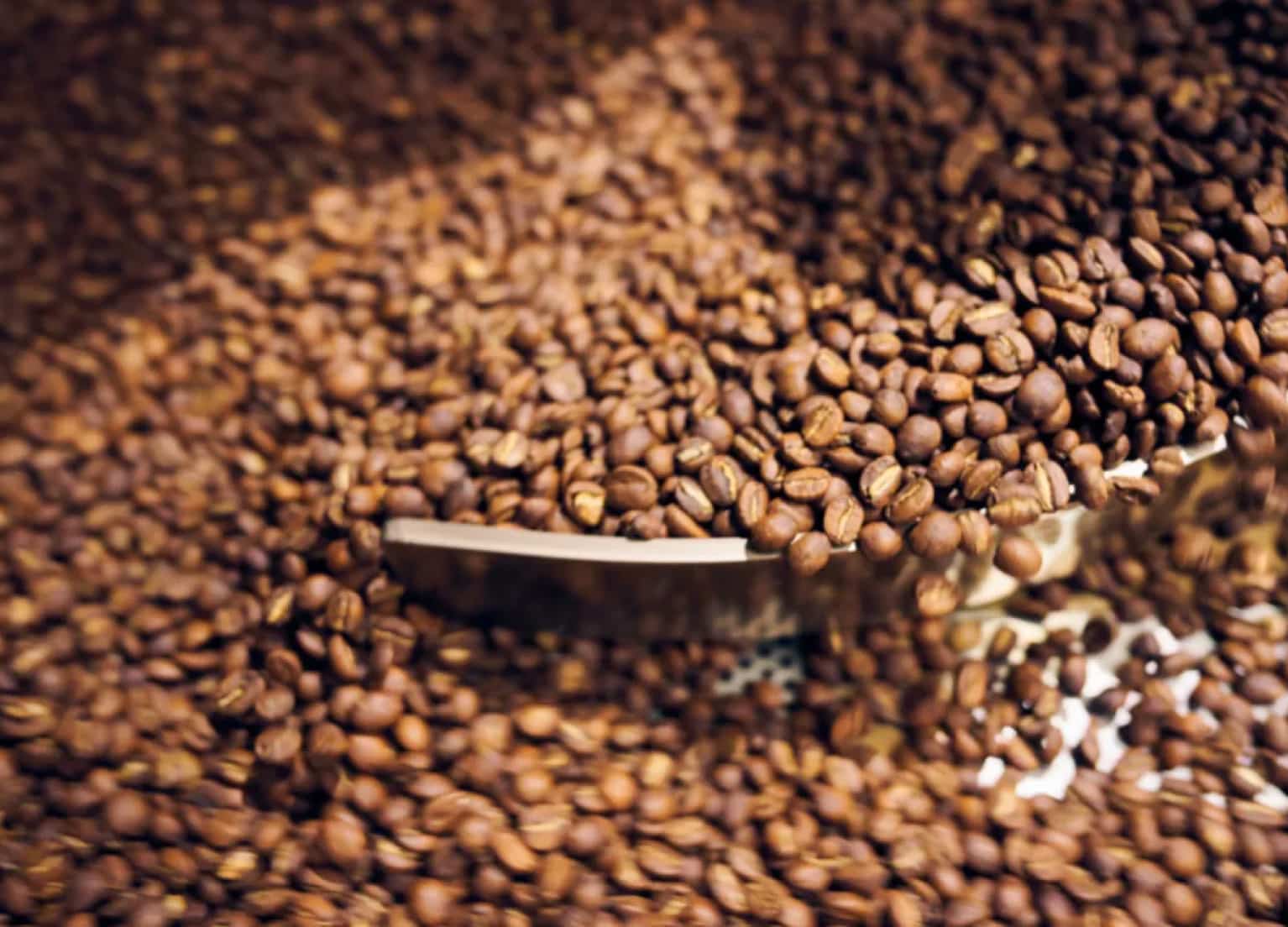 Frisch geröstetete Kaffeebohnen befinden sich in der Rösttrommel.