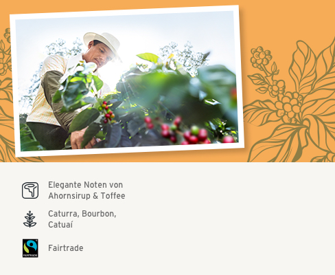Kaffeefarmer erntet Kaffeekirschen