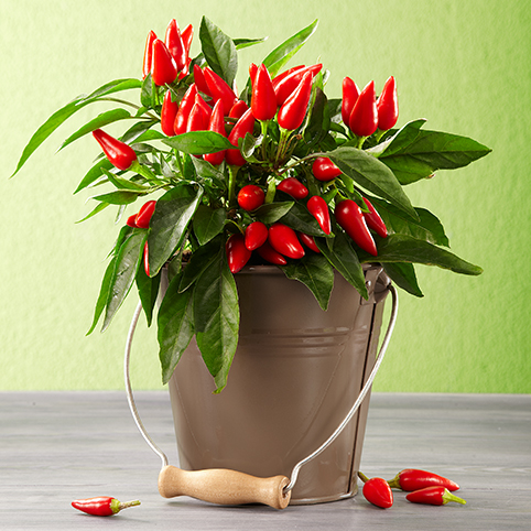 Chili