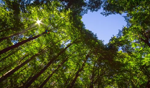 In einem Wald bildet sich aus den Blättern von Bäumen ein Herz