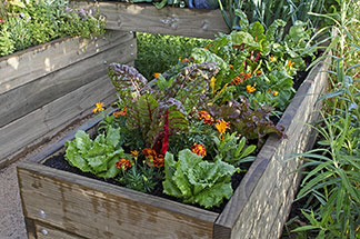 Ein Hochbeet aus Holz, das mit verschiedenen Salatsorten und einzelnen Blumen bepflanzt ist.