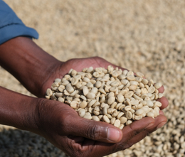 Kaffeebohnen mit Parchment werden in einer Hand gehalten