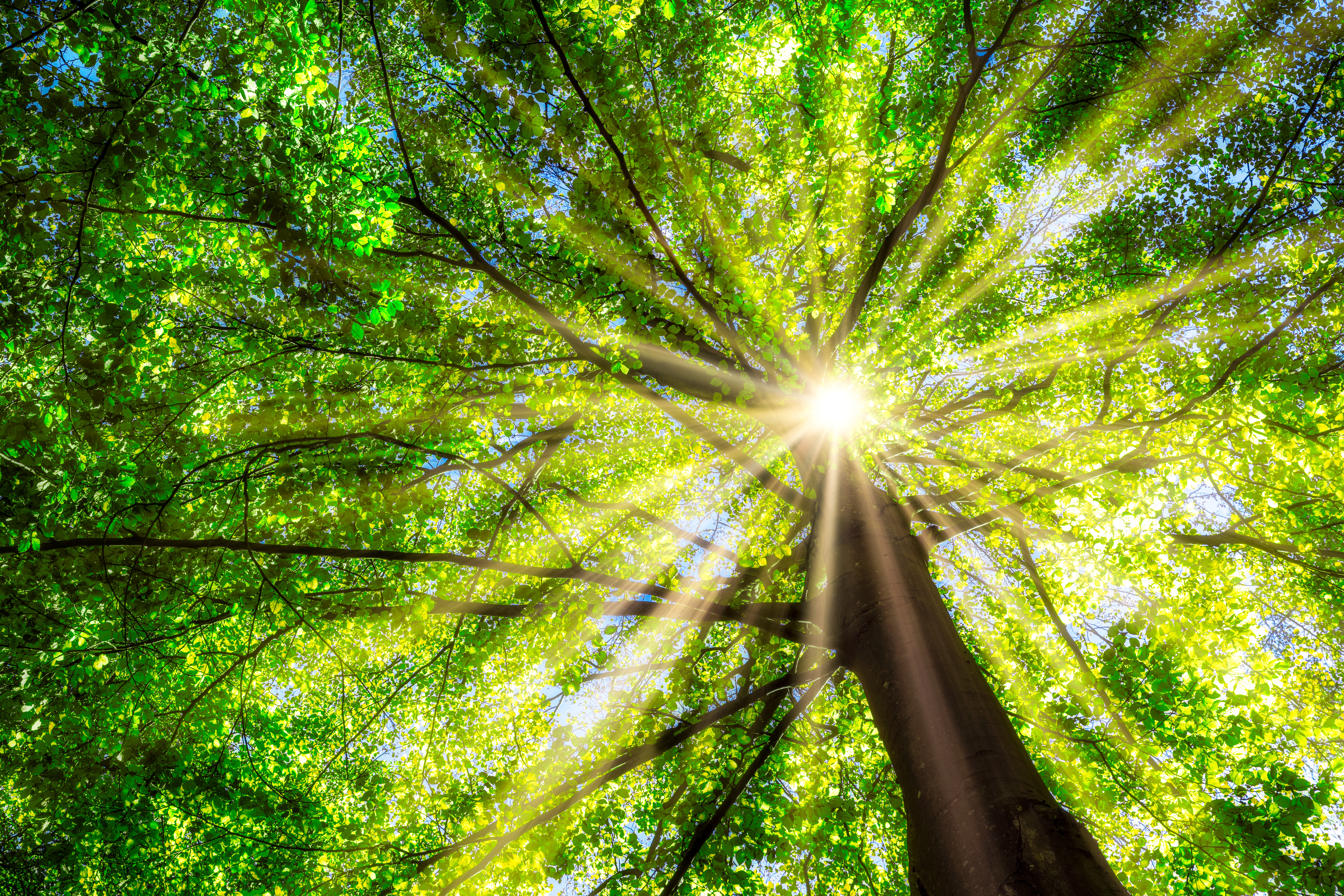 Baum durch den die Sonne scheint.