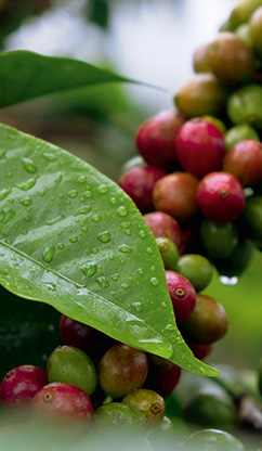 Erntehelferin lächelt beim Pflücken von Kaffeekirschen in die Kamera