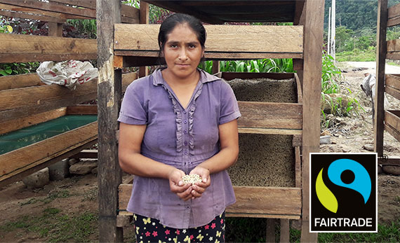 Die Angestellte einer der Fairtrade zertifizierten Kooperations Plantagen in Peru hält die frischen Kaffeebohnen in der Hand.