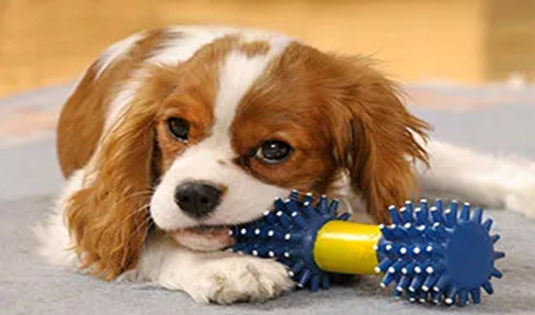 Tierbedarf für Ihren Hund: Ein kleiner Hund kaut an einem blau-gelben Kau-Spielzeug.