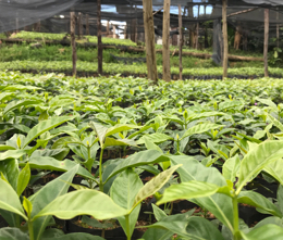 Kaffeeplantage der Kooperative Cococa