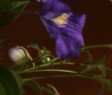 Blaue Blume