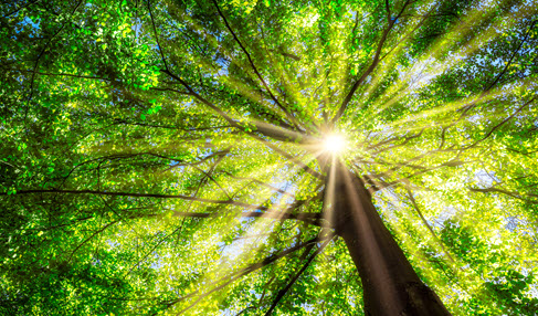 Baum durch den die Sonne scheint.