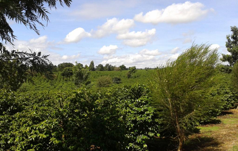 In sonnigen Höhenlagen und dank der eisenhaltigen Erde des Mount Kenya gedeihen die edlen Kaffeekirschen für die neue Rarität „Kenya Kahawa“ unter idealen Bedingungen.
Im Gegensatz zu niedrigeren Anbaugebieten reifen sie hier oben langsamer und lassen sich somit ausreichend Zeit, ihren unverwechselbaren Geschmack zu entwickeln.